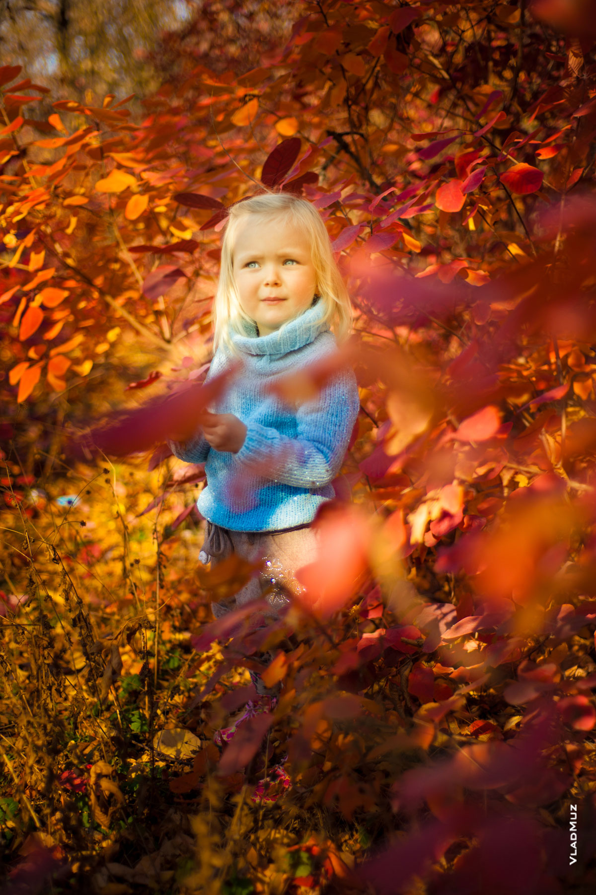 Фото портрет девочки осенью в солнечном свете среди огненно-красной листвы