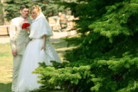 Фото со свадебной прогулки в парке: ветви ели в фокусе, жених с невестой вдали в расфокусе
