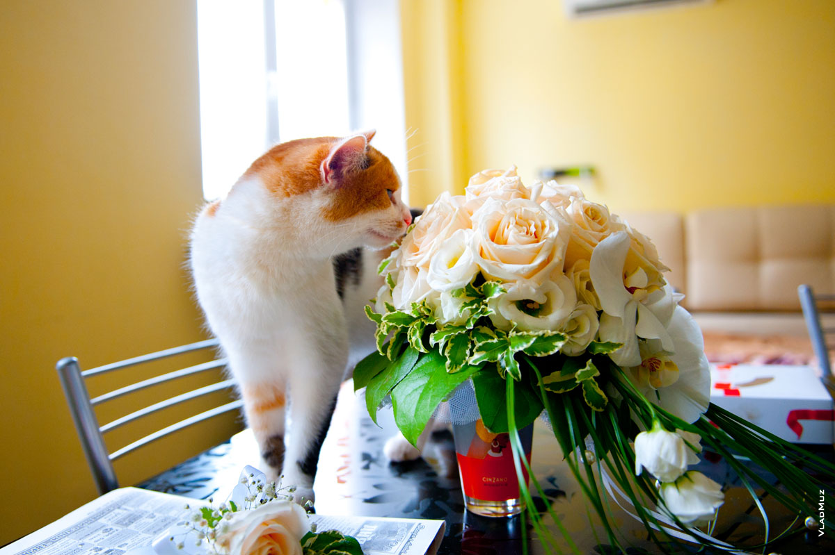 Свадебным натюрмортом заинтересовалась кошка Муська