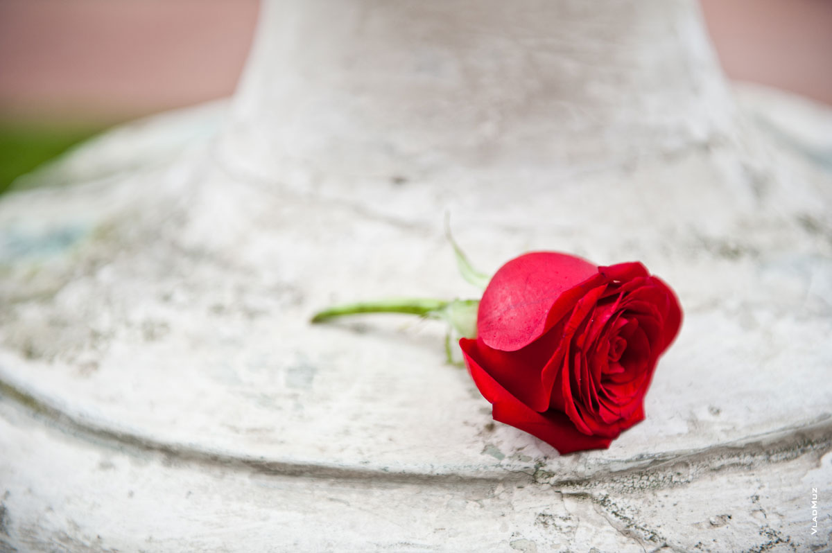 Красная роза — эмблема любви