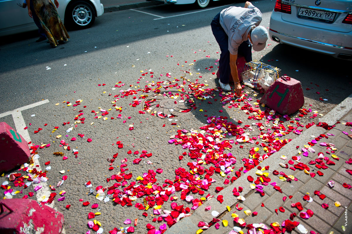 Яркий паттерн из лепестков роз на асфальте перед входом в Грибоедовский ЗАГС