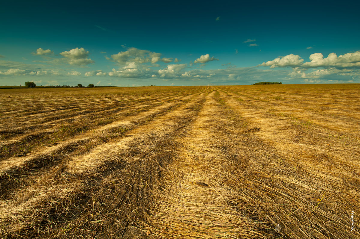 Фото льняных полей в Белоруссии. Красивый фотопейзаж