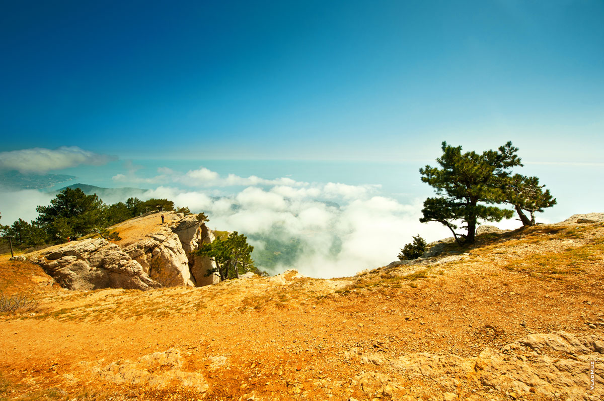 Вид с горы Ай-Петри: сосны на камнях и облака внизу. Крымский горный фотопейзаж