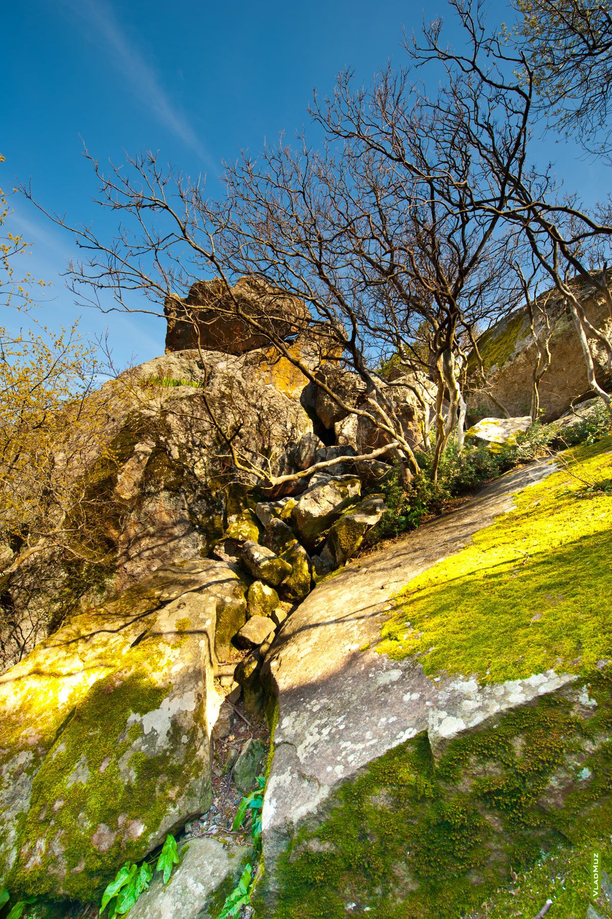 Фотопейзаж с кустом на скале в Воронцовском парке в Алупке в Крыму