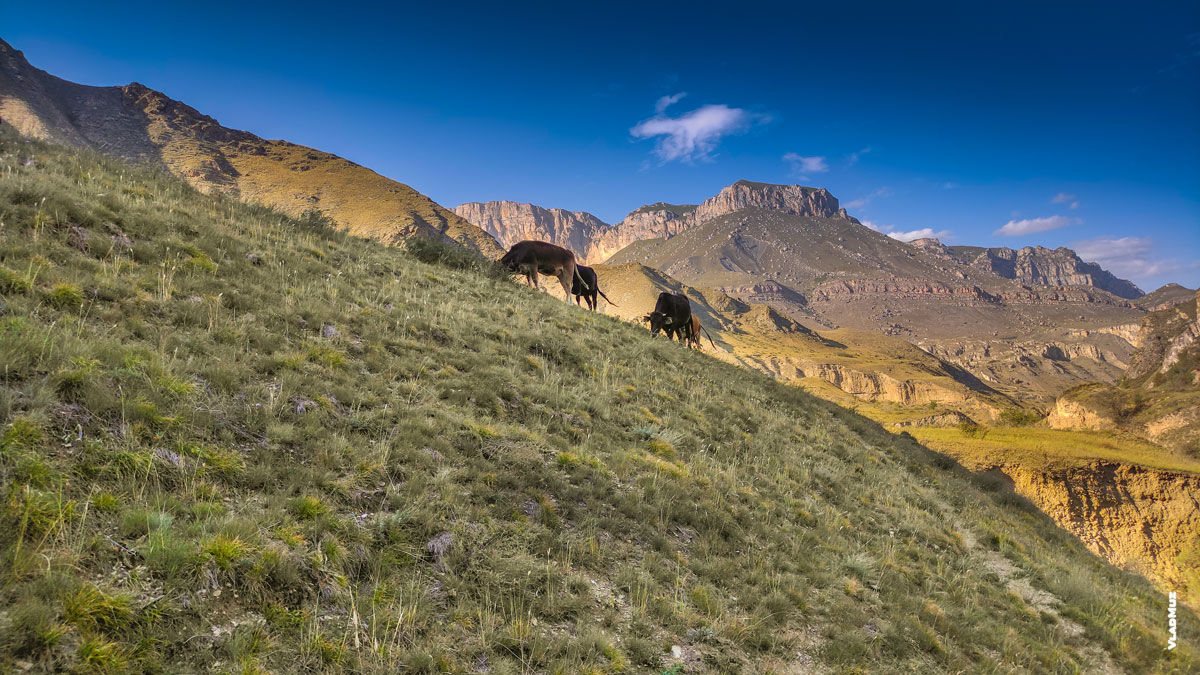 Фото пейзаж Кабардино-Балкарии, фото коров на горном склоне Чегемского ущелья