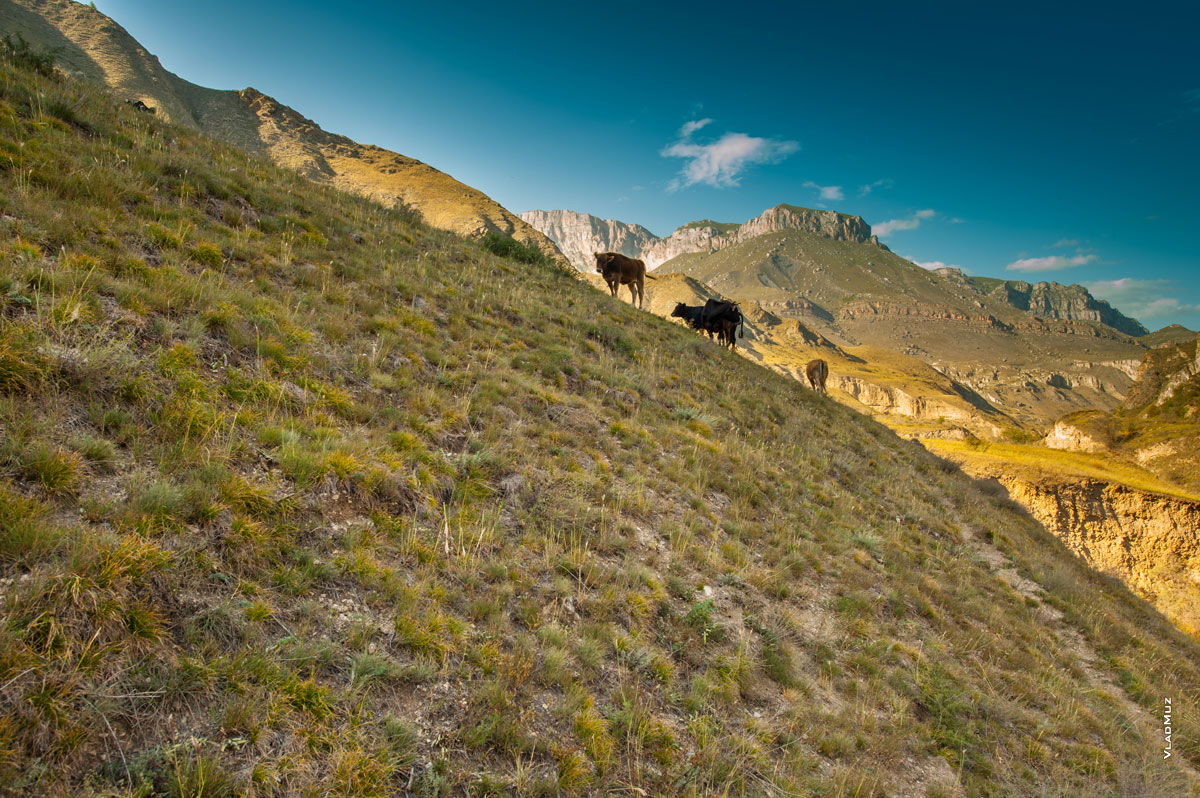 Фото пасущихся коров в Чегемском ущелье Кабардино-Балкарии. Горный фотопейзаж