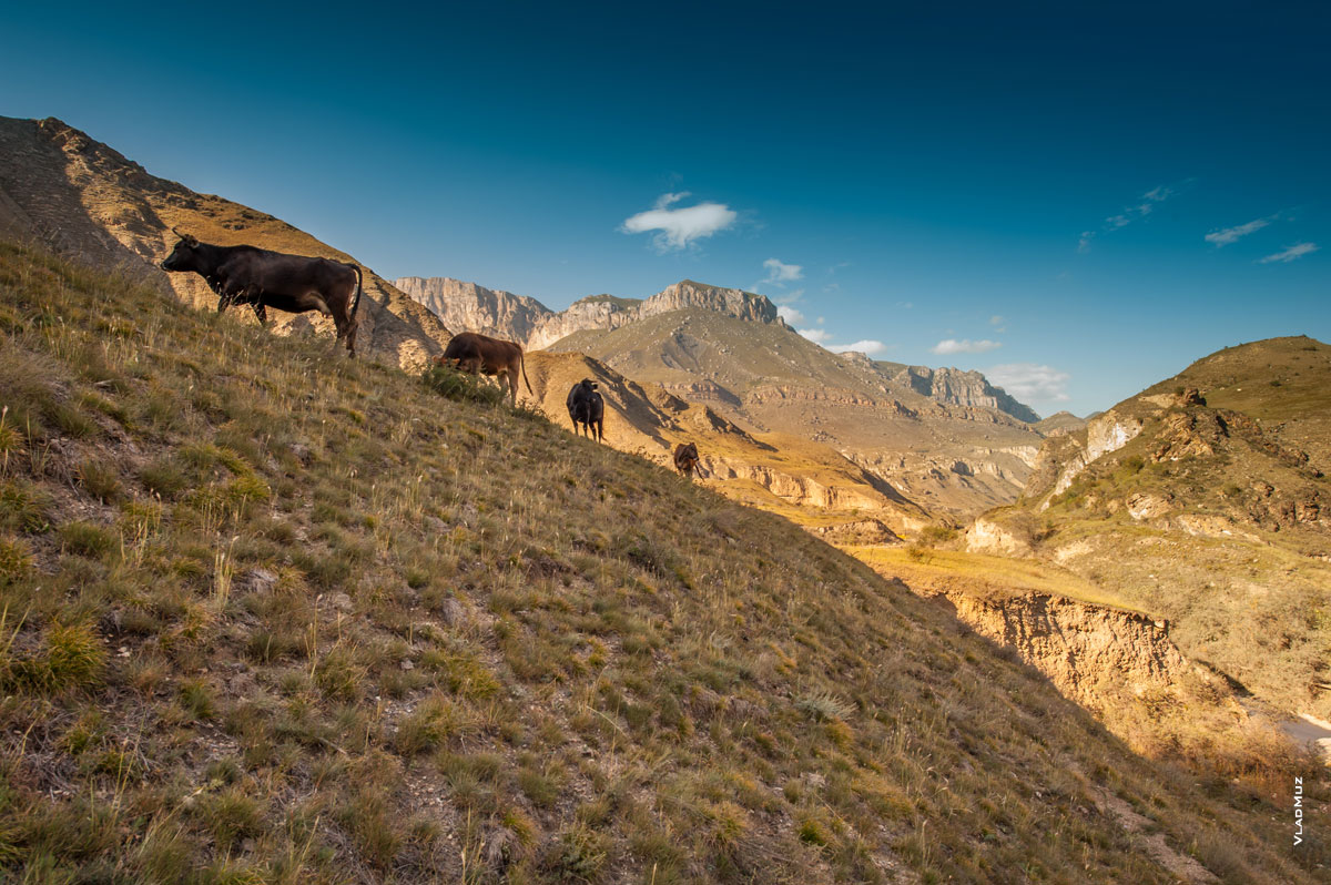 Фото коров в Чегемском ущелье Кабардино-Балкарии. Горный фотопейзаж
