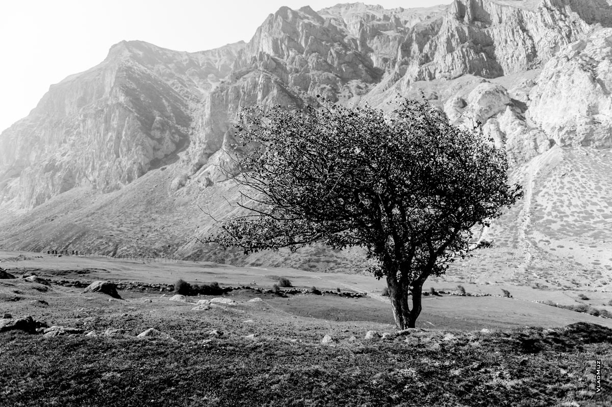 Дерево у дороги в селе Булунгу. Черно-белый горный фотопейзаж