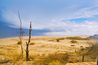 Фотографии Куршской косы: фото высота Мюллера, танцующий лес, дюны Эфа