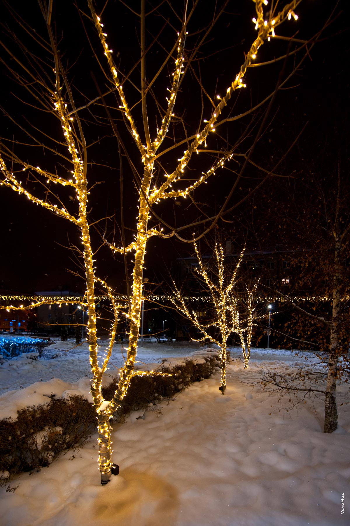 Город Королёв: фото горящих новогодних гирлянд на деревьях в сквере Покорителей космоса