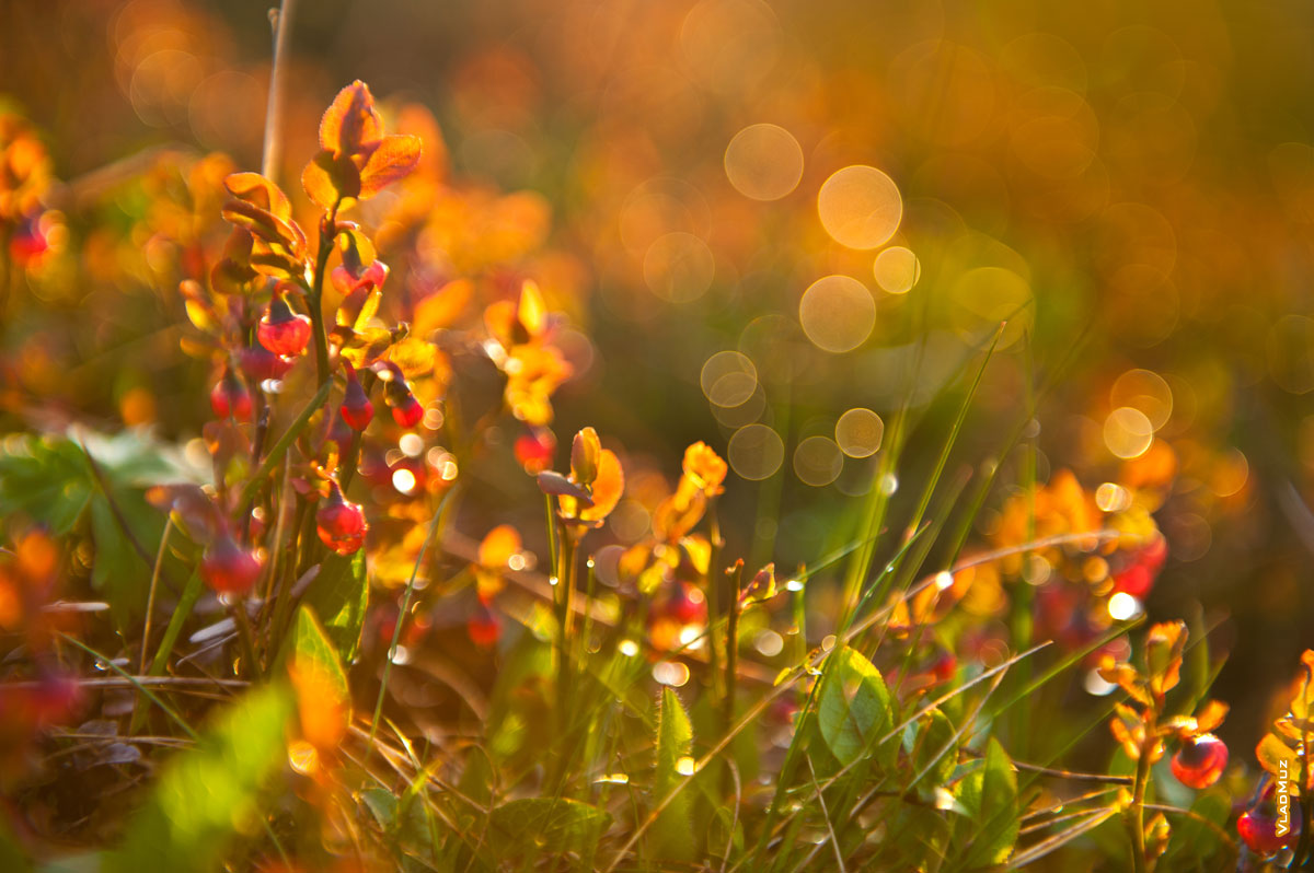 Фото искрящейся росы на цветах и траве