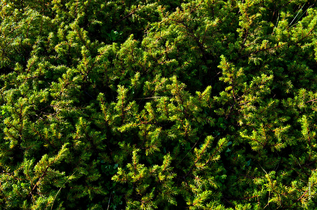 Зеленый фото паттерн из ветвей можжевельника на склонах гор Лаго-Наки