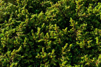 Зеленый паттерн из ветвей можжевельника на склонах гор Лаго-Наки