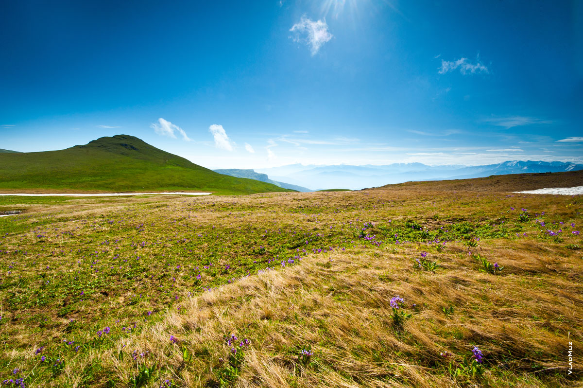 Фото горы вдали слева, внизу трава и луговые цветы на горном склоне