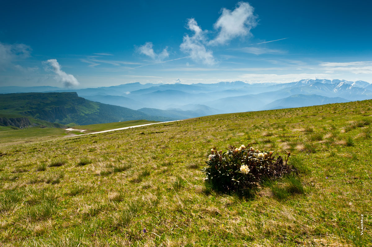 Фото луговых цветов, травянистых склонов на переднем плане, вдали — ряды горных хребтов Кавказа