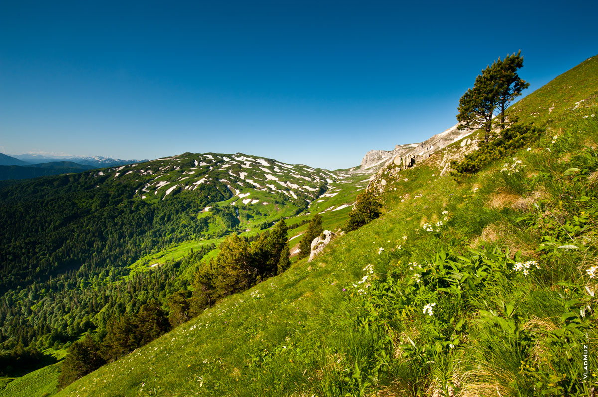 Фото горного склона с деревьями, вдали гора Гузерипль