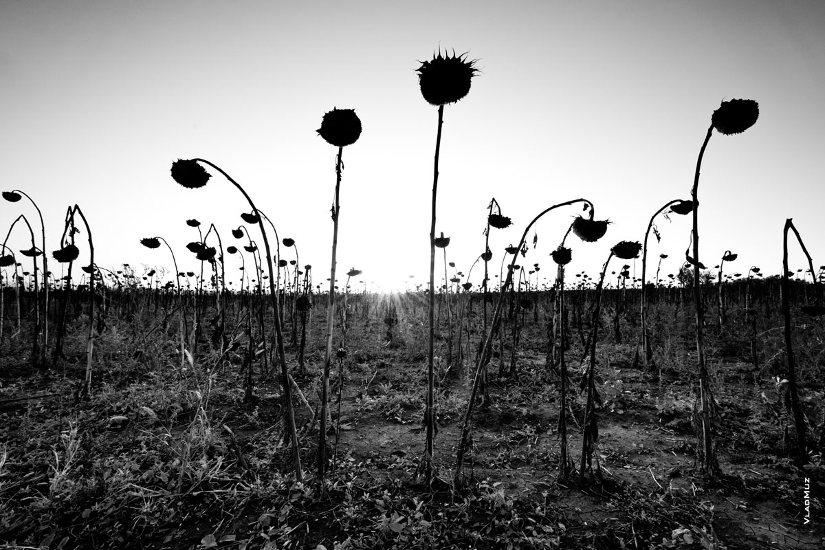 Черно-белый арт представляет это поле с подсолнухами осенью, или унылая пора на хуторе Яново-Грушевский