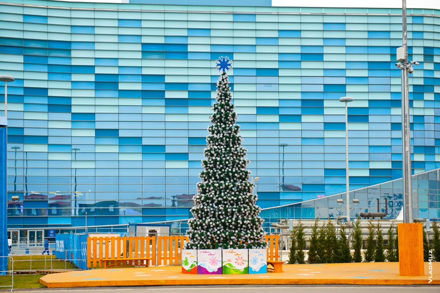 Фото елки на фоне дворца зимнего спорта «Айсберг» в Олимпийском парке «Сочи 2014»
