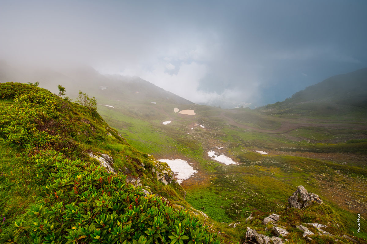 Фото рододендронов на высоте 2320 «Роза Пик» летом. Фотопейзаж в тумане и облаках
