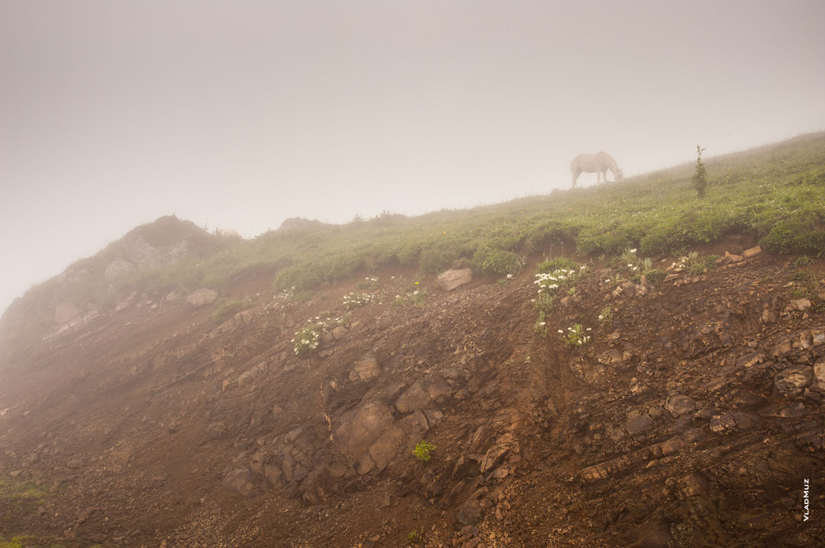 Фото белой лошади в тумане. Горный фотопейзаж