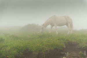 Лошадь в тумане на «Розе Пик», фотопейзажи (HD quality)