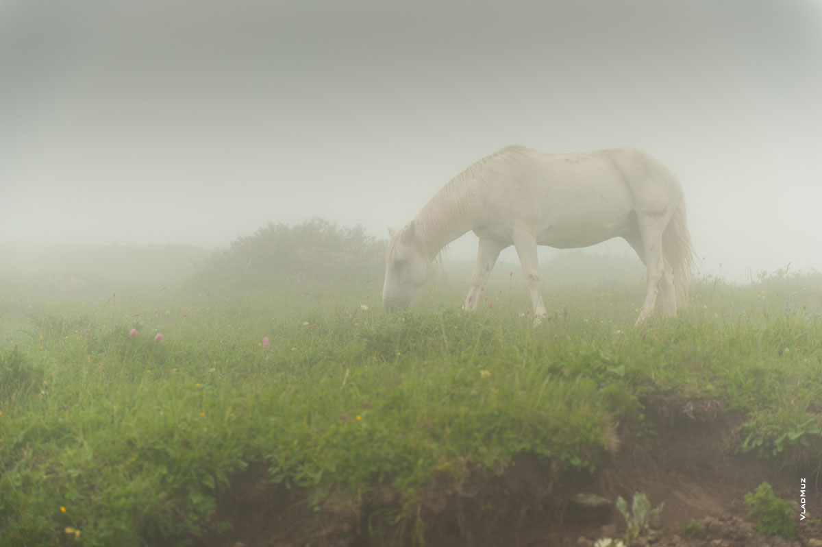Фото белой лошади в тумане