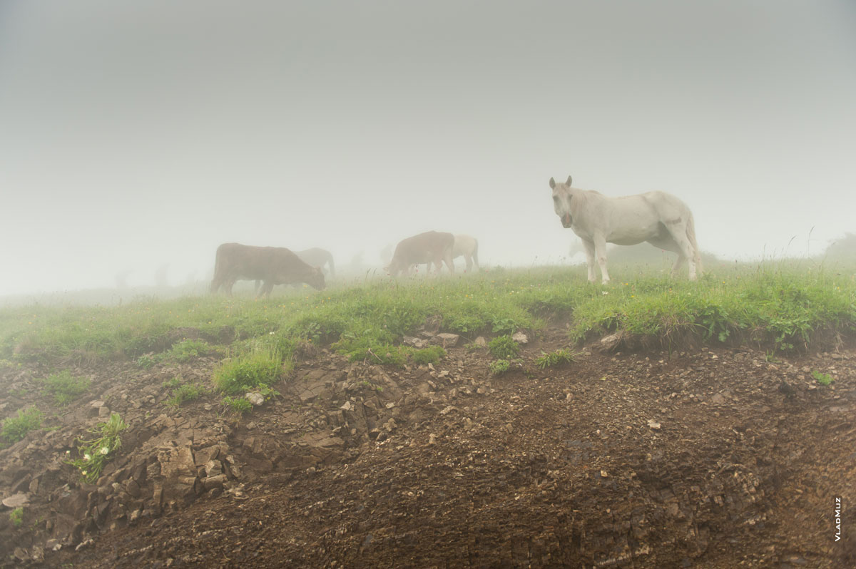 Фото коров и лошадей в тумане на альпийских лугах высоты «Роза Пик» летом
