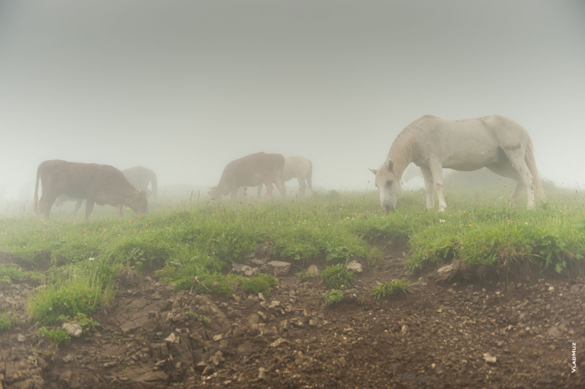 Фото коров и лошадей в тумане на альпийских лугах высоты «Роза Пик»