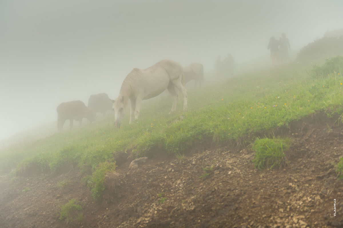 Фото коров, лошадей и туристов в тумане на лугах высоты «Роза Пик» в «Роза Хуторе» летом