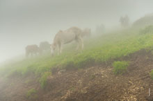 Фото коров, лошадей и туристов в тумане на лугах высоты «Роза Пик»