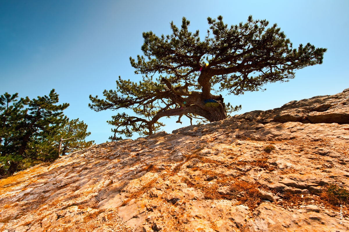 Пейзажная фотография № 6. Дерево на вершине горы Ай-Петри